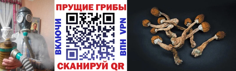 Псилоцибиновые грибы Magic Shrooms  Купить  Сарапул 